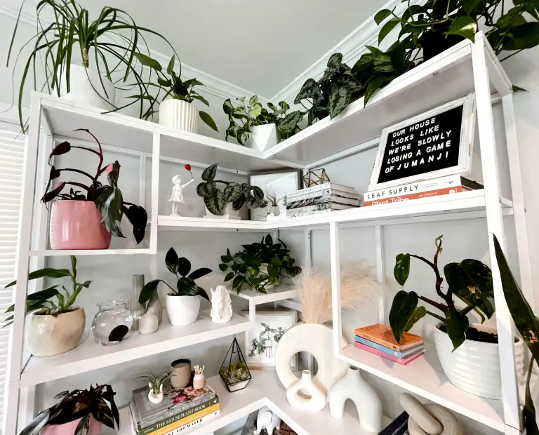 best indoor plants perfect for your etagere bookshelf