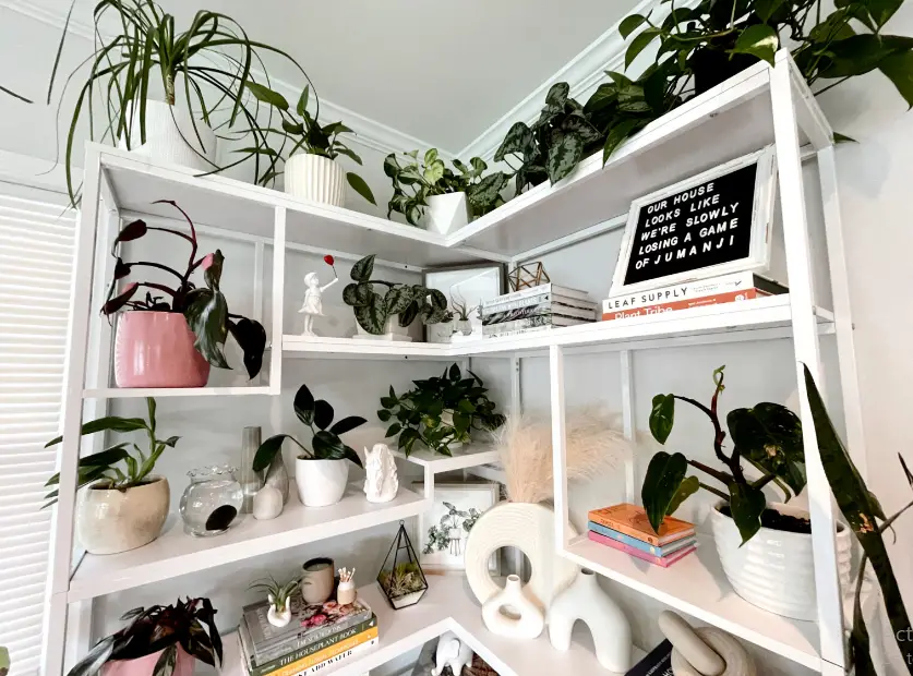 best indoor plants perfect for your etagere bookshelf
